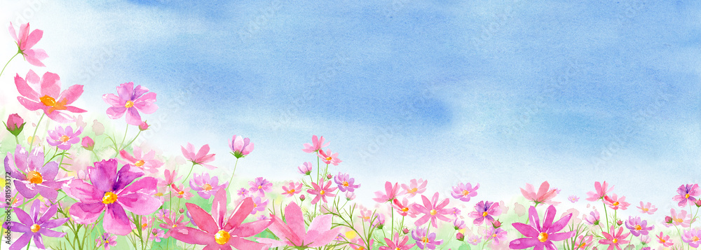 満開のコスモス畑と青空の背景アシンメトリー 水彩イラスト Stock Illustration Adobe Stock