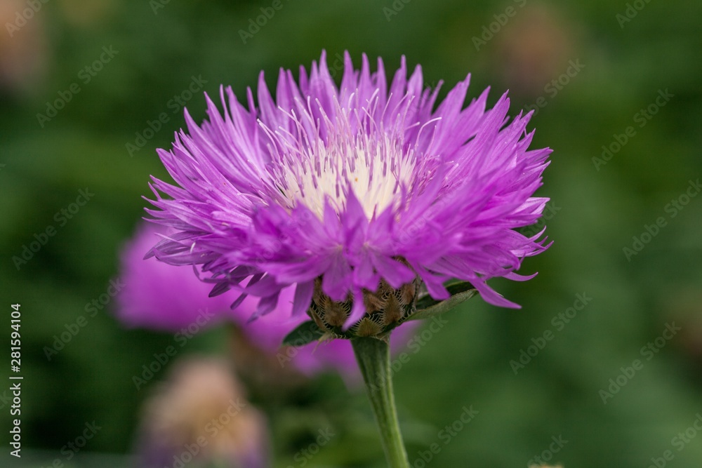 Purple Flower Purple Flower