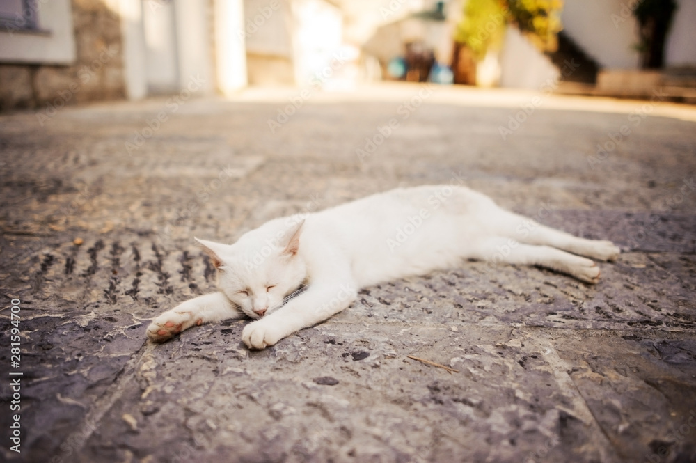 Homeless white cat sleeping on the street Homeless white cat sleeping on the street