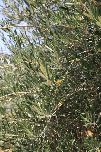 Olive Tree Branch