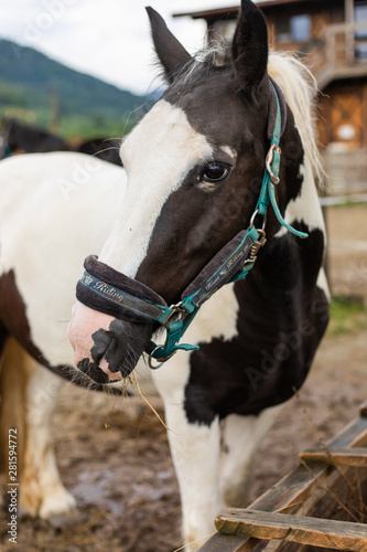 Brown and white horse closeup