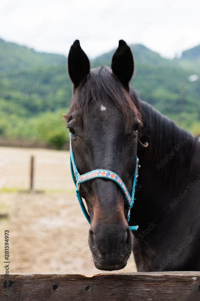 portrait of a horse