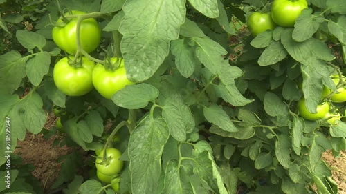 Green and Red Tomato Garden in Greenhouse