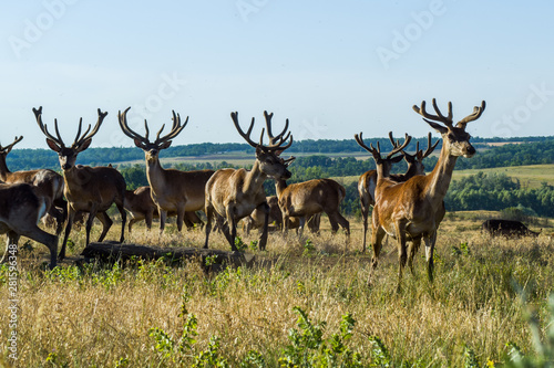 Wild deer in the meadow on a summer day