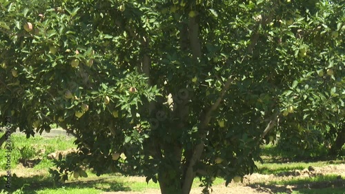Apple Tree Garden Red Green