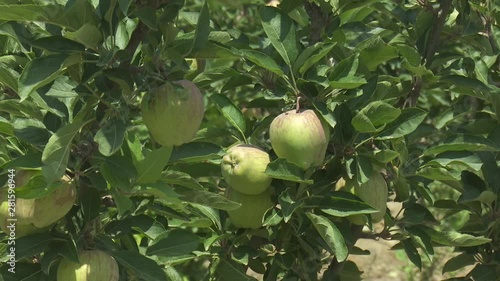 Apple Tree Garden Red Green
