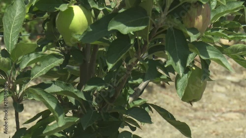 Apple Tree Garden Red Green