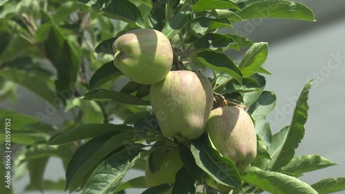 Apple Tree Garden Red Green