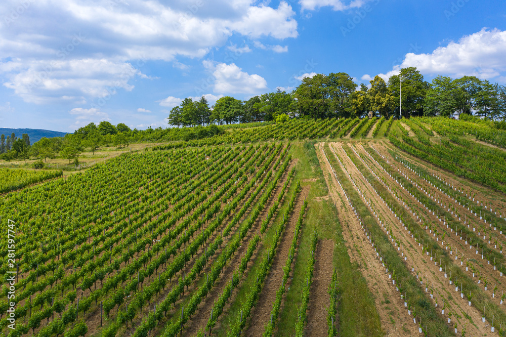 Blick von oben auf die Weinberge nahe Eltvilee/Deutschland im Rheingau