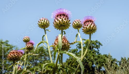 Fotografie Budding and flowering Artichoke plants