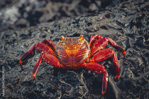 big red crab on rock