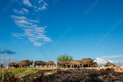 Many buffalo are eating grass in wetlands.