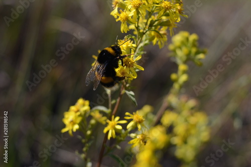 bee on yellow flower © Sakura_Photo_World