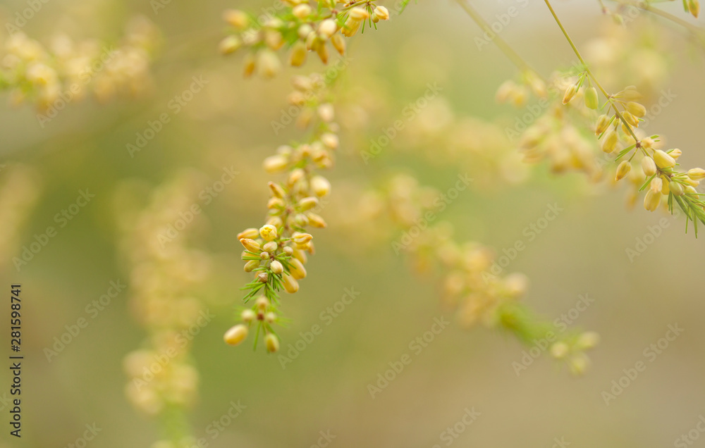 Asparagus scoparius flowering Asparagus scoparius flowering