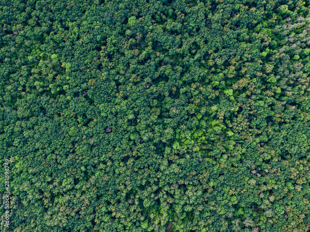 Aerial top view forest, Texture of forest view from above. Aerial top view forest, Texture of forest view from above.