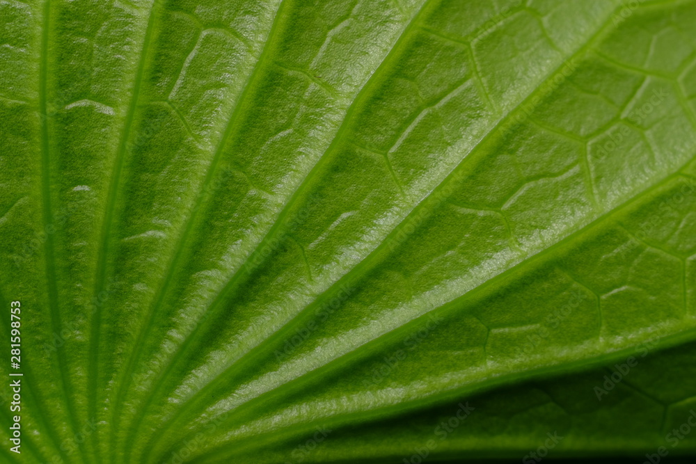 green lotus leaves green lotus leaves