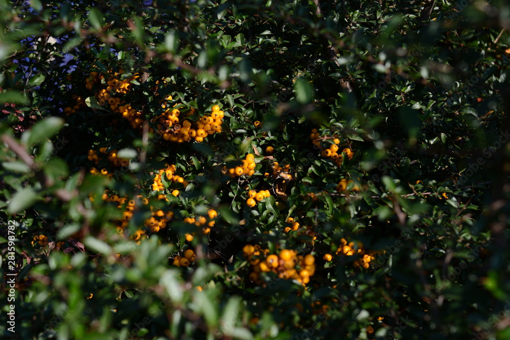 Fototapeta premium yellow berries on the tree