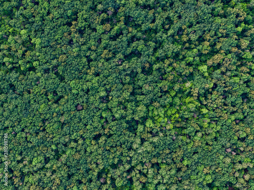 Aerial top view forest, Texture of forest view from above. © flashmovie