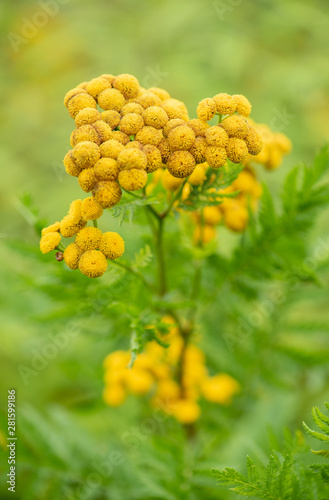 Common tensy flower,wild medicinal plant on the meadow