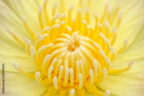 pollen of yellow lotus closeup