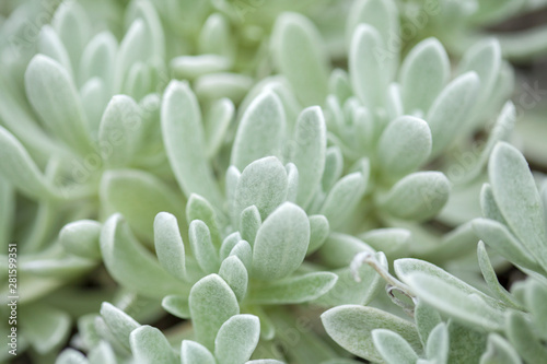 Helichrysum gossypinum, cotton wool everlasting