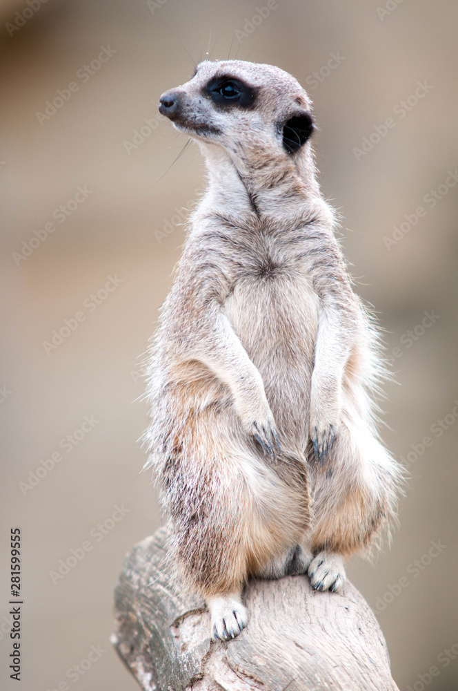 Fototapeta premium Meerkat sand location