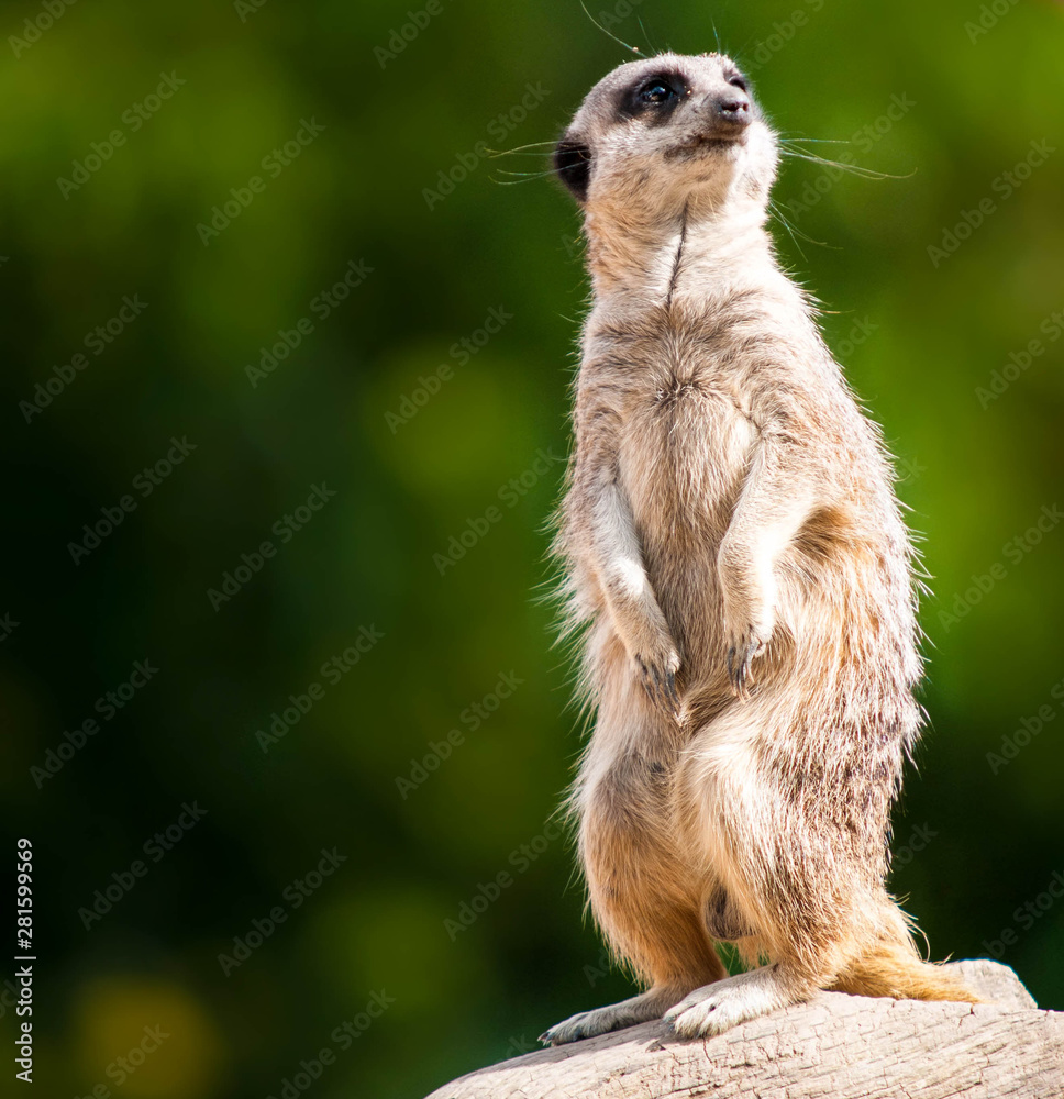 Fototapeta premium Meerkat green back