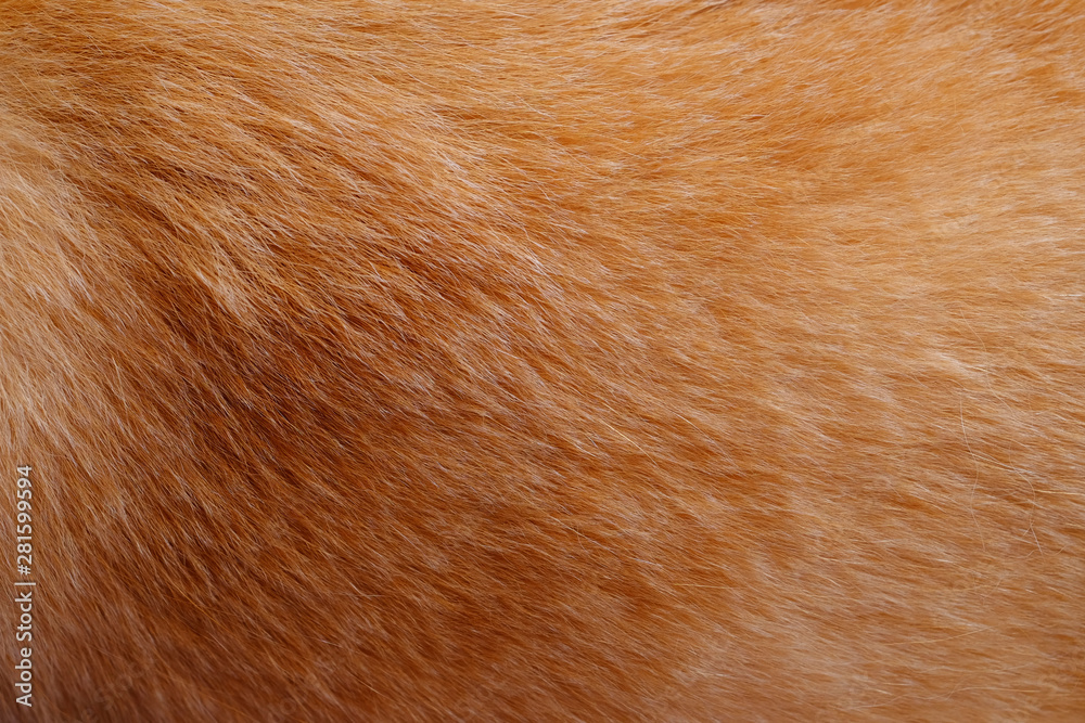 closeup dog fur texture closeup dog fur texture