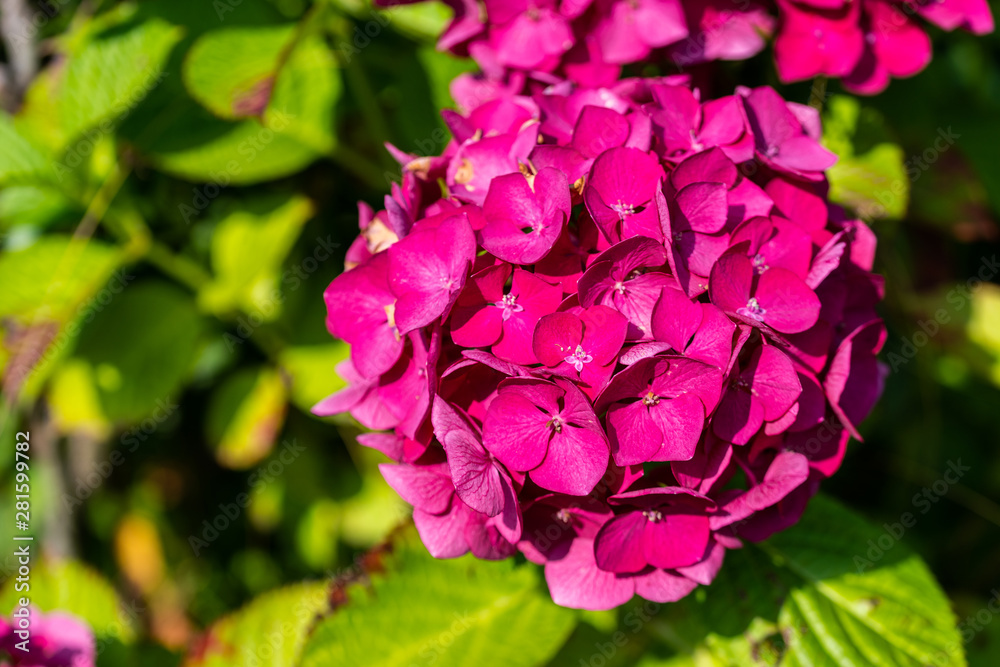 Glowing flowers  are in focus