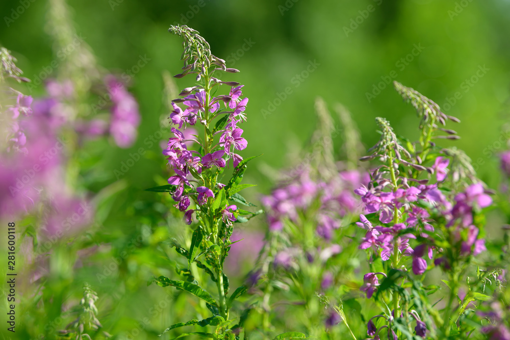 Pink flowers of fireweed (Epilobium or Chamerion angustifolium) in bloom. Flowering willow-herb or blooming sally. Pink flowers of fireweed (Epilobium or Chamerion angustifolium) in bloom. Flowering willow-herb or blooming sally.