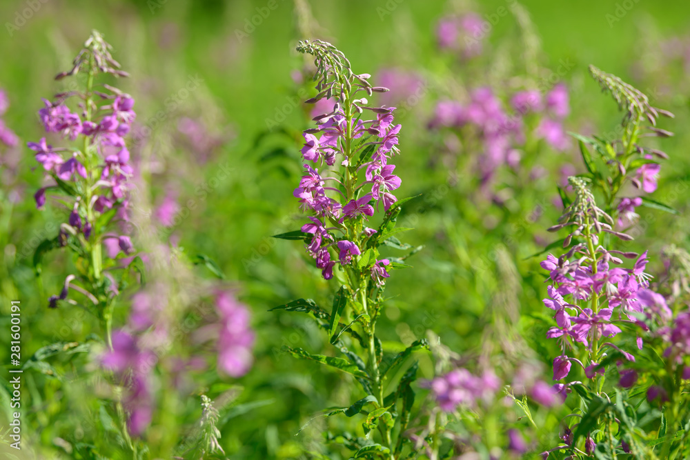 Pink flowers of fireweed (Epilobium or Chamerion angustifolium) in bloom. Flowering willow-herb or blooming sally. Pink flowers of fireweed (Epilobium or Chamerion angustifolium) in bloom. Flowering willow-herb or blooming sally.