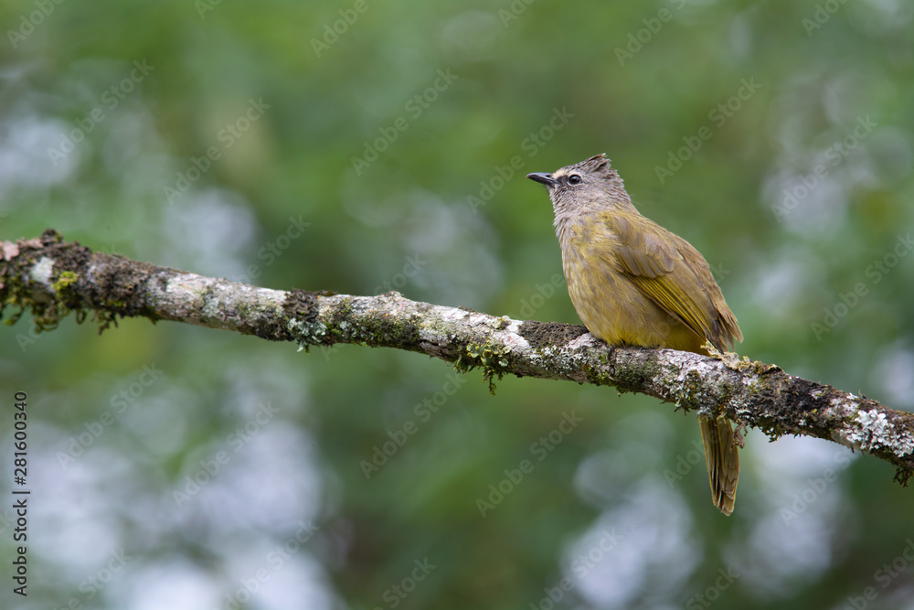 Fototapeta premium Flavescent Bulbul on tree branch with green nature background
