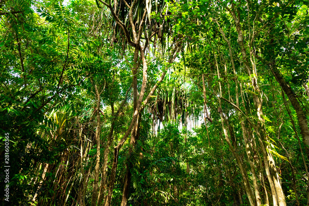 Fototapeta premium bottom view of branch tree in Tropical jungle.forest and environment concept