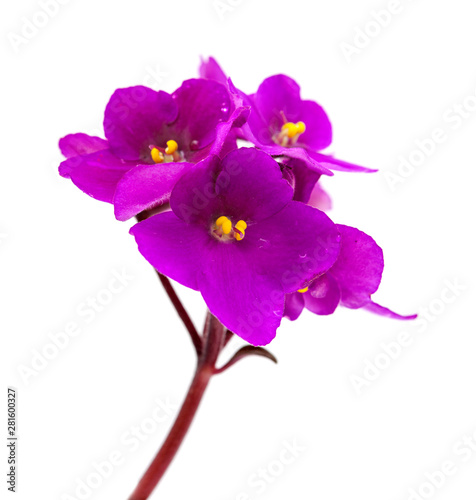 Fototapeta Naklejka Na Ścianę i Meble -  purple african violet
