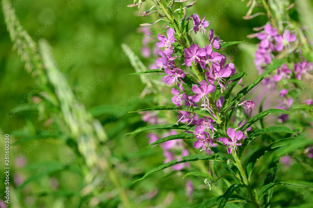 Pink flowers of fireweed (Epilobium or Chamerion angustifolium) in bloom. Flowering willow-herb or blooming sally.