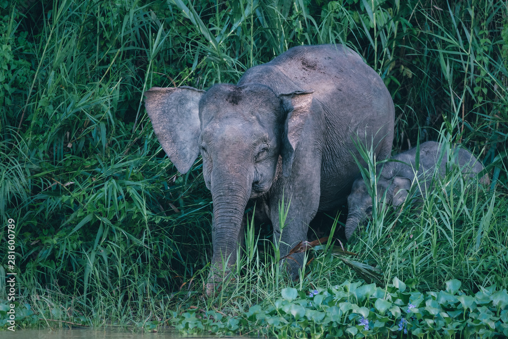 Naklejka premium elephant with baby in jungle