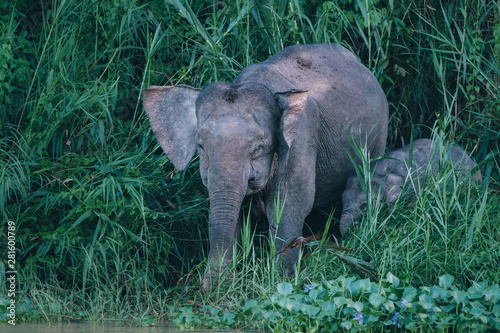 elephant with baby in jungle