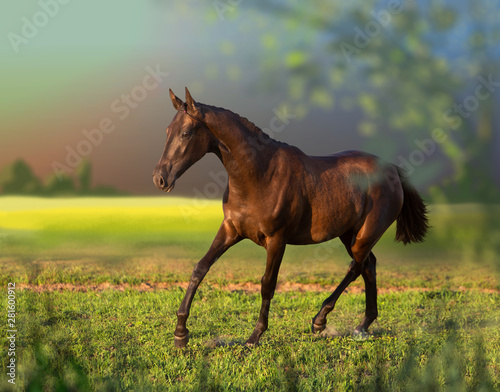 Brown horse runs on the field © ashva