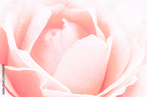 pink rose on white background