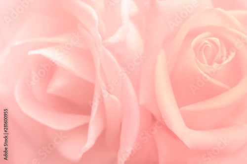 Blurred for background.Beautiful Pink rose Flower petals, abstract romance background.