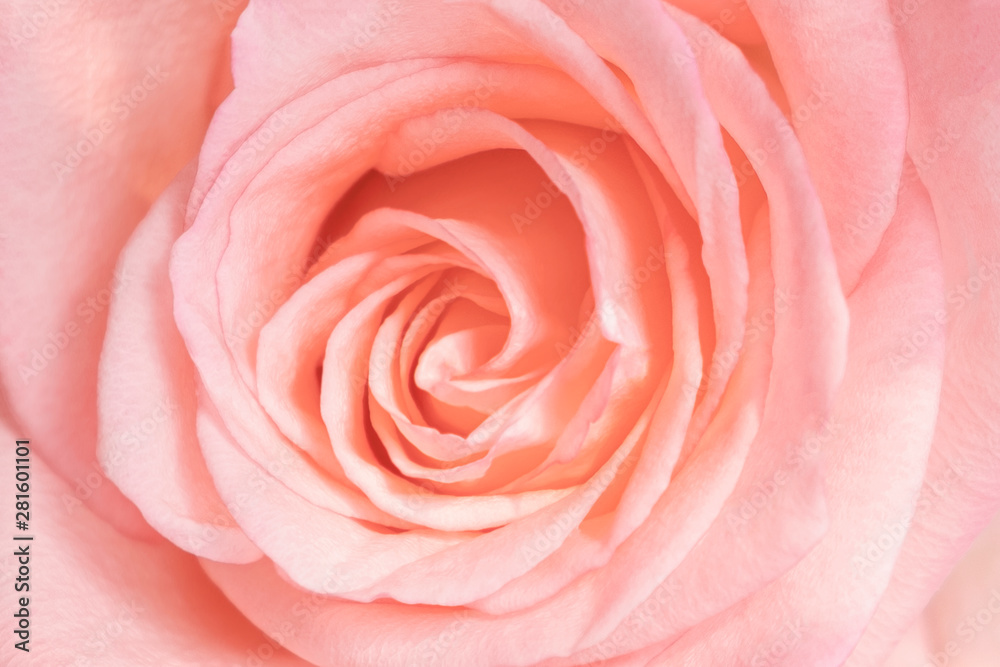 pink rose closeup