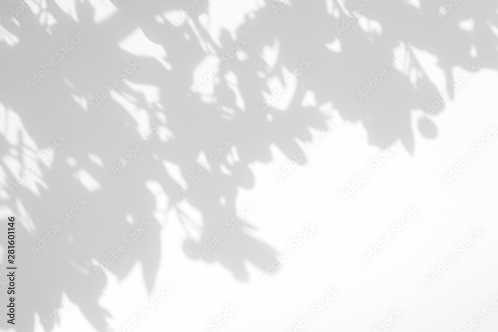 Gray shadow of the hawthorn tree leaves on a white wall. Abstract neutral nature concept blurred background. Space for text
