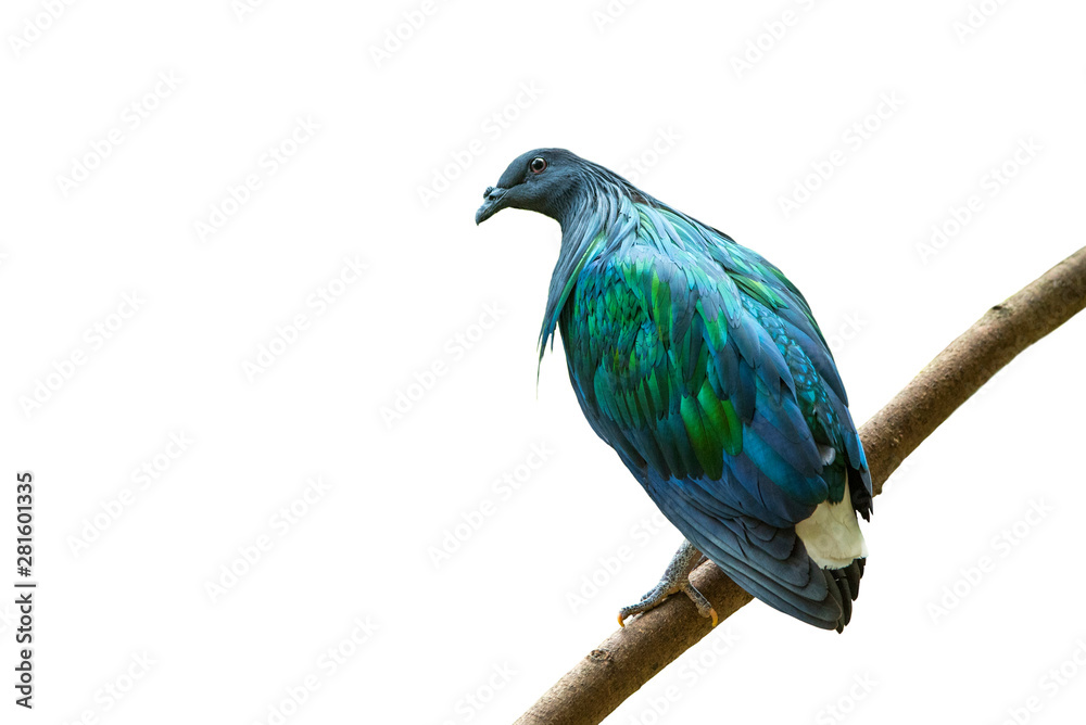 Obraz premium Beautiful nicobar pigeon or nicobar dove isolated on white background