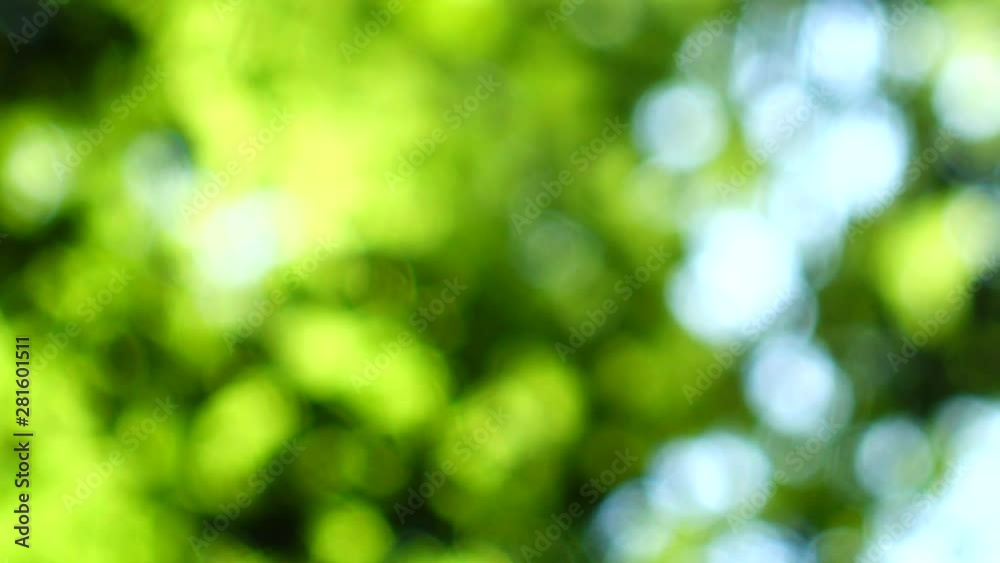 Beams of the sun through leaves of trees. Out of focus. Beams of the sun through leaves of trees. Out of focus.