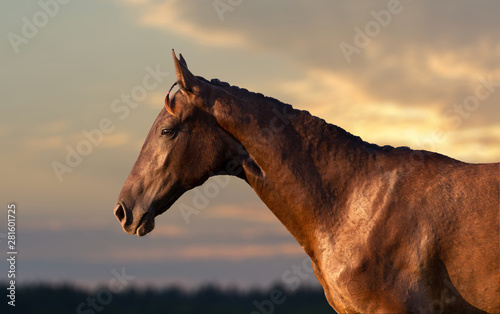 Portrait of the horse