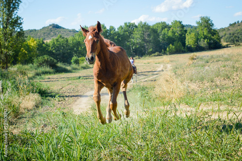 Animales en la naturaleza