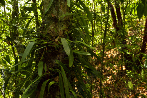 Orchid species that coexist with large tree in rainforest Thailand