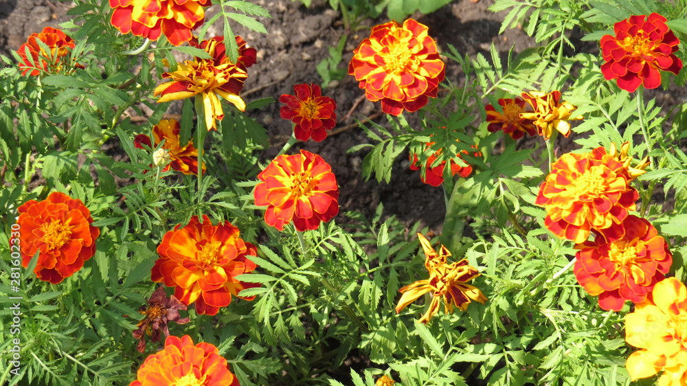 Colourfull tagetes in flowerbed in summer garden