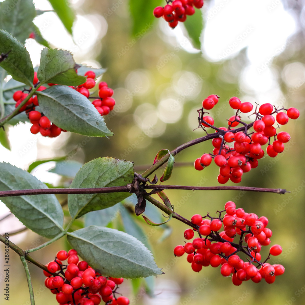Rowanberry. Red wild ash on a background of a tree in the forest. Green leaves, red wild berries. blurred background. Summer. Square cropping Rowanberry. Red wild ash on a background of a tree in the forest. Green leaves, red wild berries. blurred background. Summer. Square cropping