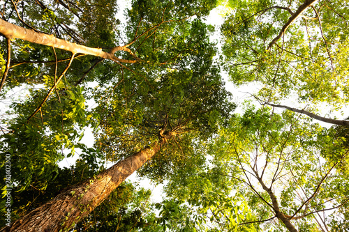 ant eye view of Resak Tembaga tree in jungle background.forest and environment concept photo